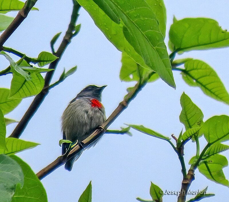 Halmahera Flowerpecker (Dicaeum schistaceiceps) photo