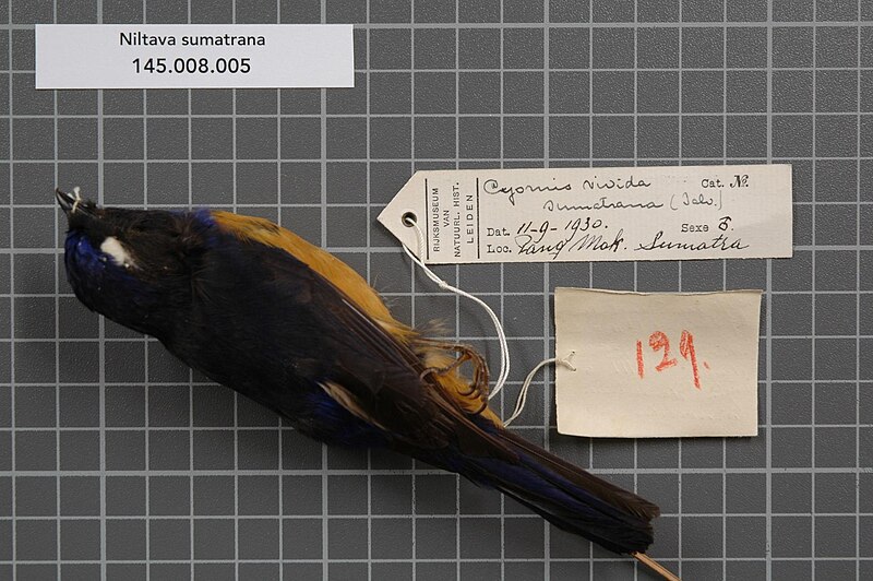 Rufous-vented Niltava (Niltava sumatrana) photo