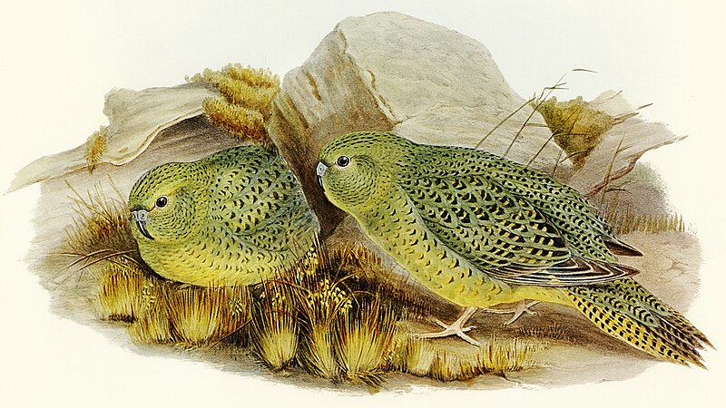 Night Parrot (Pezoporus occidentalis) photo