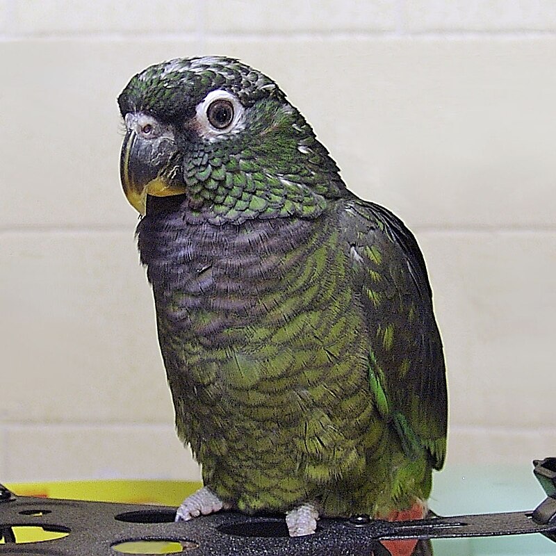 Scaly-headed Parrot (Pionus maximiliani) photo