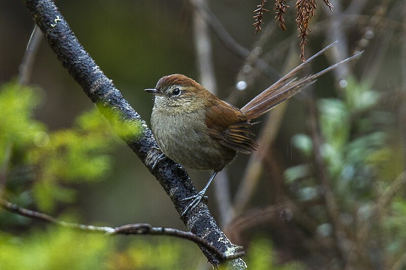 White-chinned Thistletail (Asthenes fuliginosa) photo