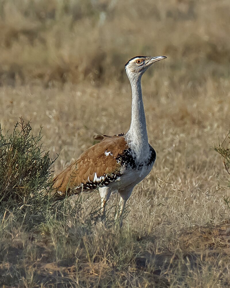 Great Indian Bustard (Ardeotis nigriceps) photo