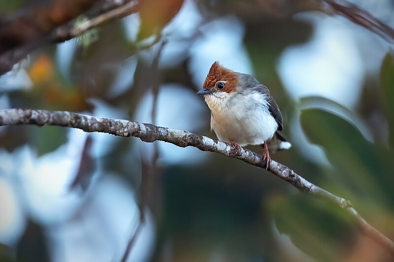 Chestnut-crested Yuhina (Staphida everetti) photo