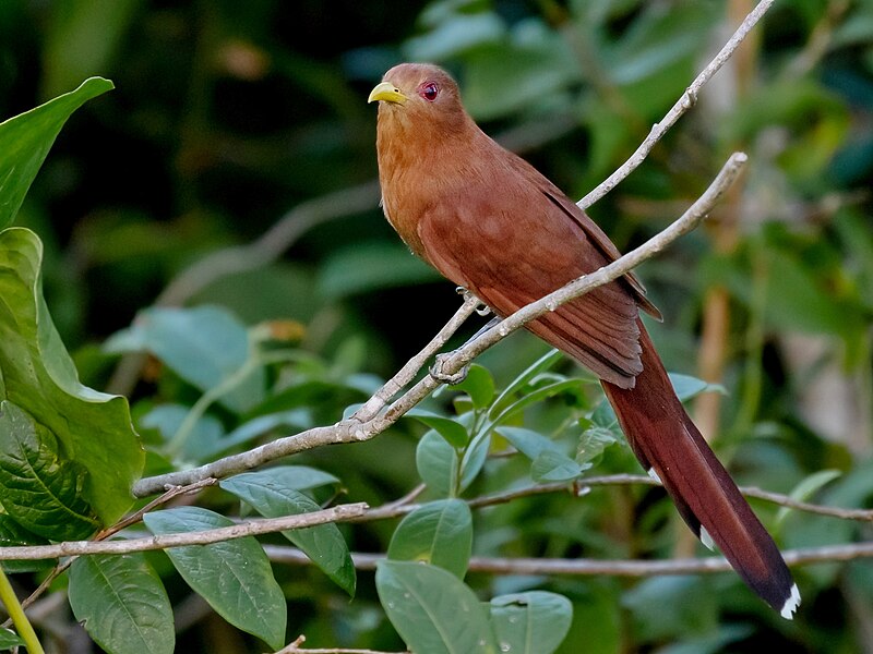 Little Cuckoo (Coccycua minuta) photo