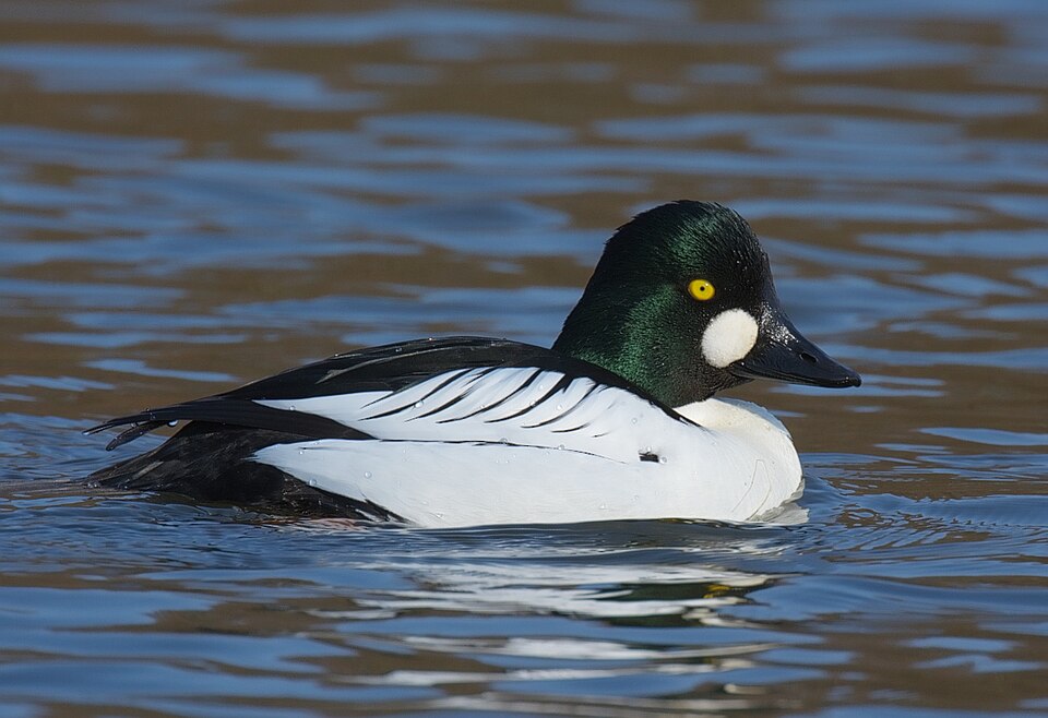 Common Goldeneye (Bucephala clangula)