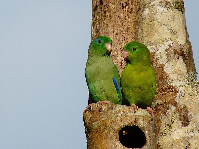 Spectacled Parrotlet (Forpus conspicillatus) photo