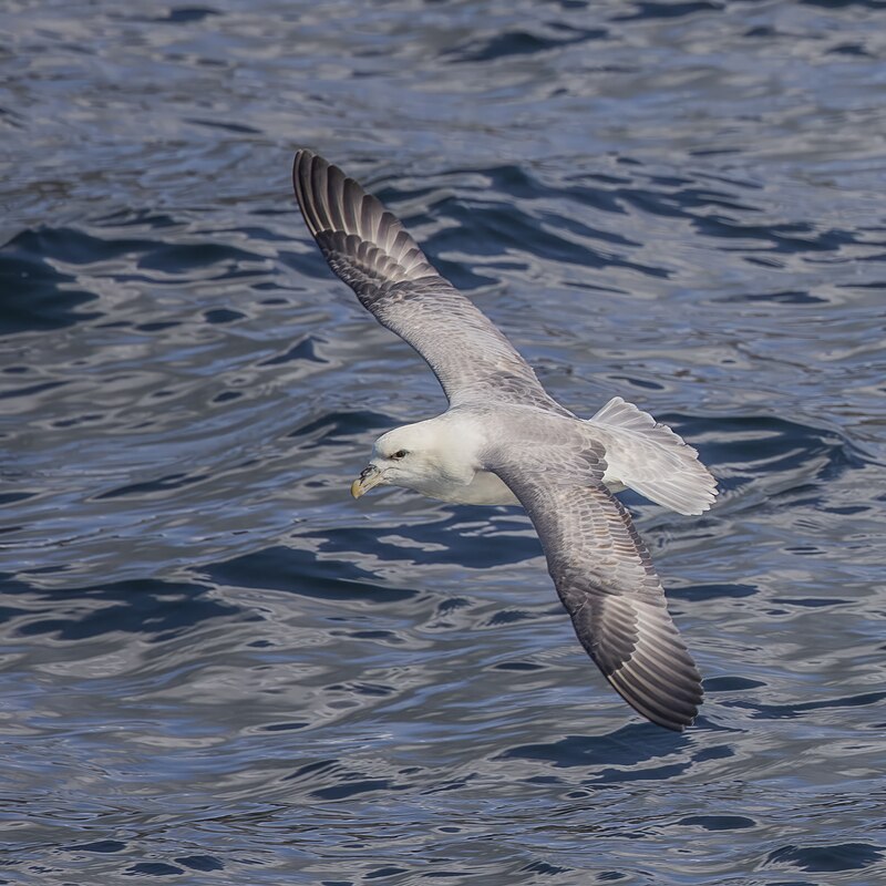 Northern Fulmar (Fulmarus glacialis) photo