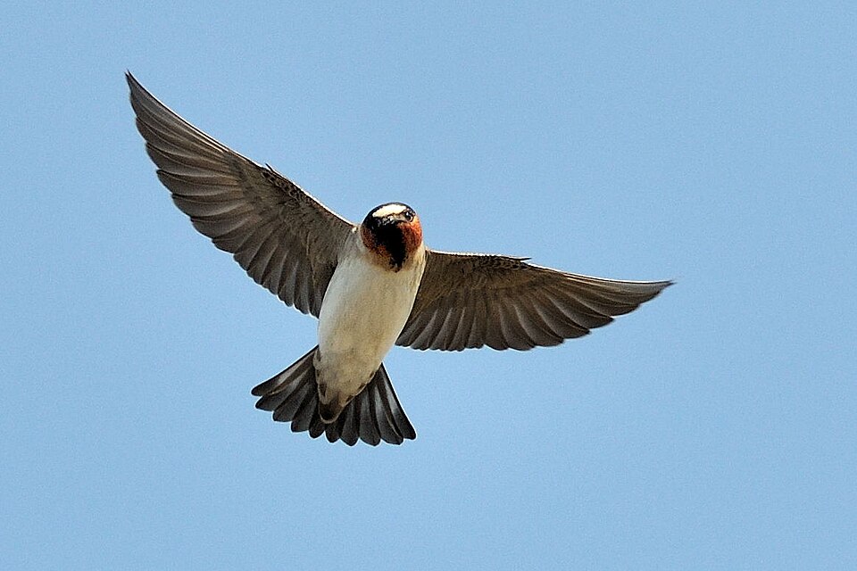 Cliff Swallow (Petrochelidon pyrrhonota)