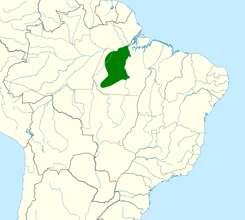 Tapajos Fire-eye (Pyriglena similis) photo