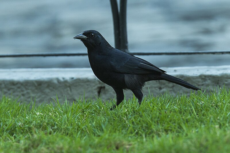 Scrub Blackbird (Dives warczewiczi) photo