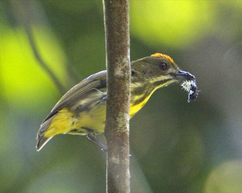 Yellow-breasted Flowerpecker (Prionochilus maculatus) photo