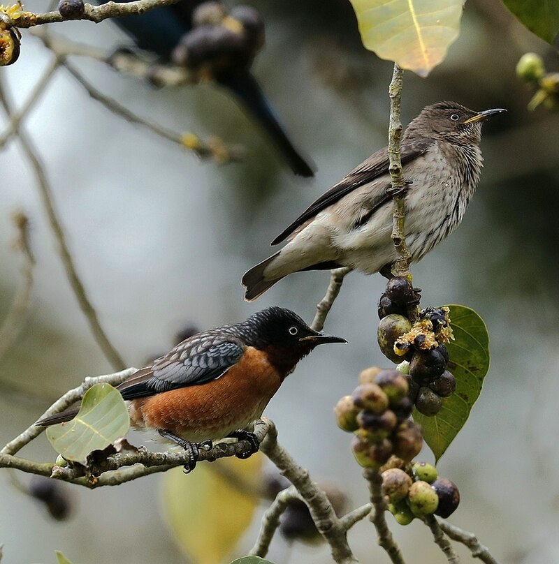 Spot-winged Starling (Saroglossa spilopterus) photo
