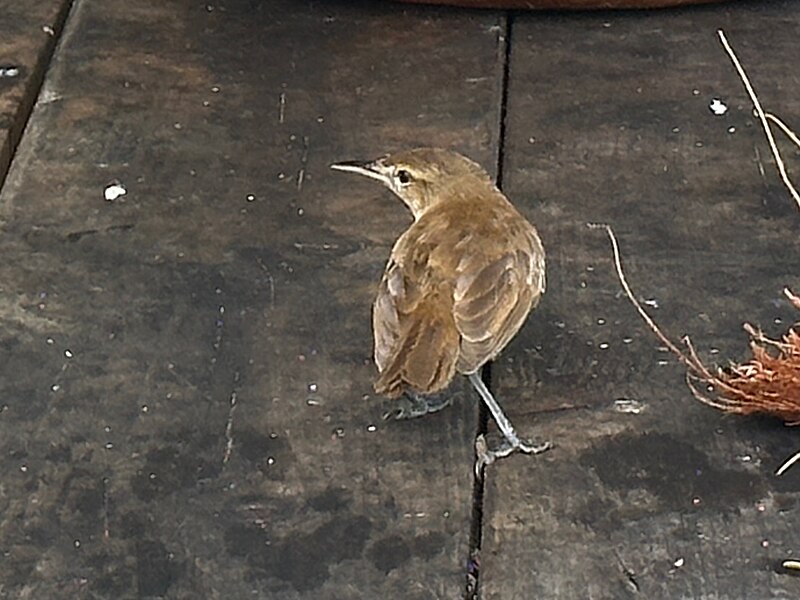 Tuamotu Reed Warbler (Acrocephalus atyphus) photo