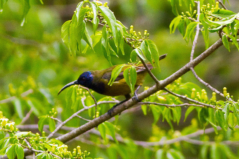 Cameroon Sunbird (Cyanomitra oritis) photo