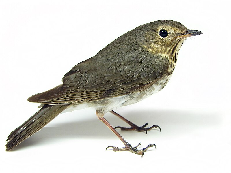 Swainson's Thrush (Catharus ustulatus) photo