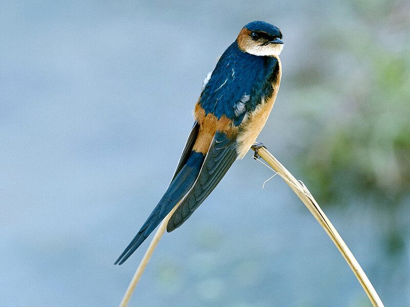 African Red-rumped Swallow (Cecropis melanocrissus) photo