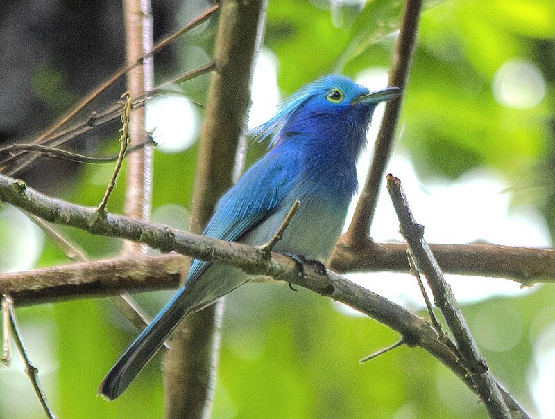 Celestial Monarch (Hypothymis coelestis) photo