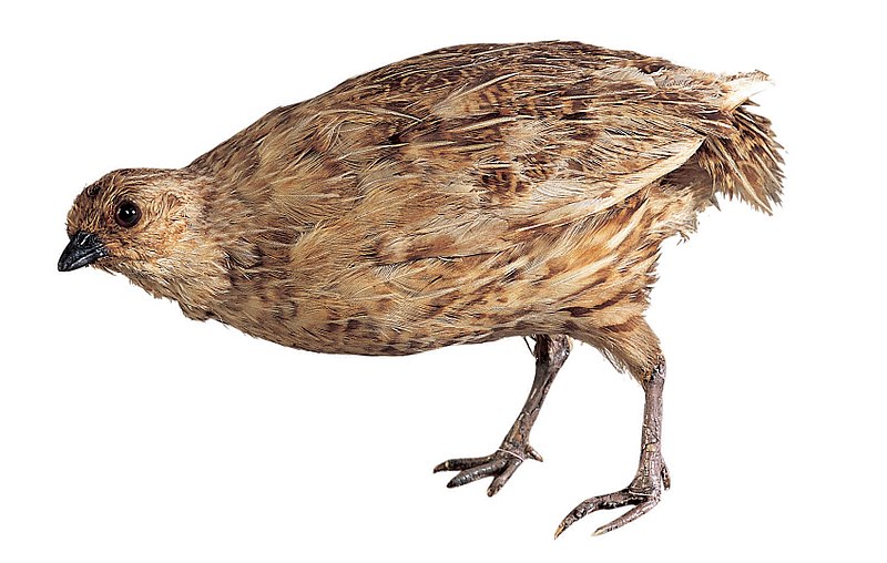 New Zealand Quail (Coturnix novaezelandiae) photo