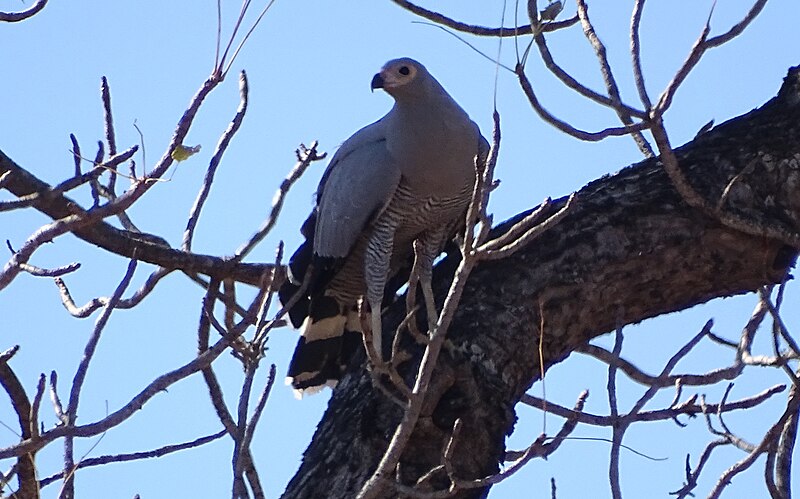 Madagascar Harrier-Hawk (Polyboroides radiatus) photo