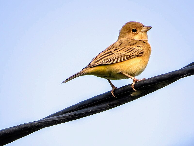 Red-headed Bunting (Emberiza bruniceps) photo