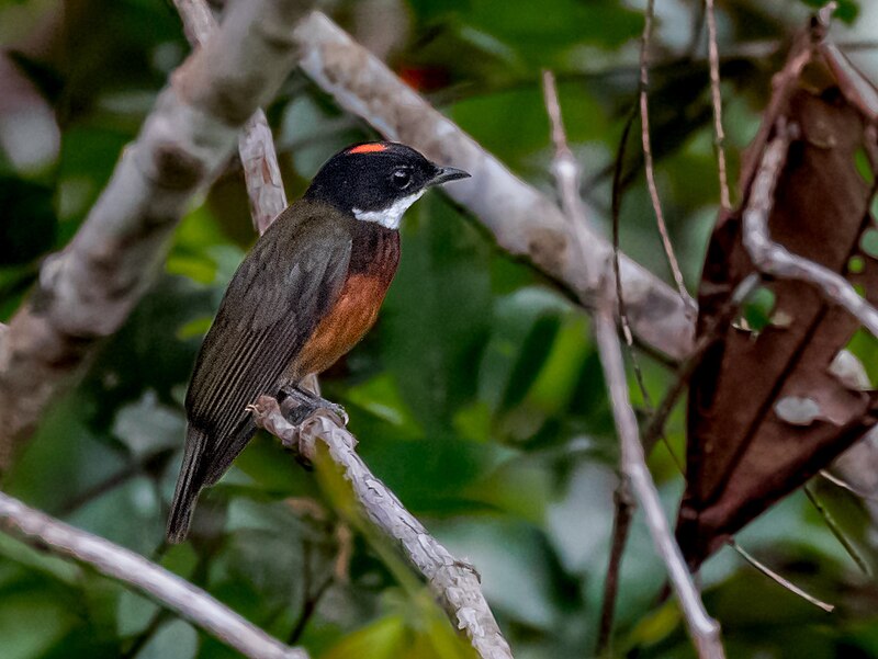 Flame-crowned Manakin (Heterocercus linteatus) photo