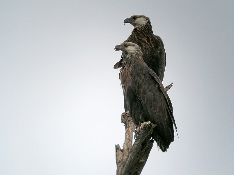 Madagascar Fish-Eagle (Icthyophaga vociferoides) photo