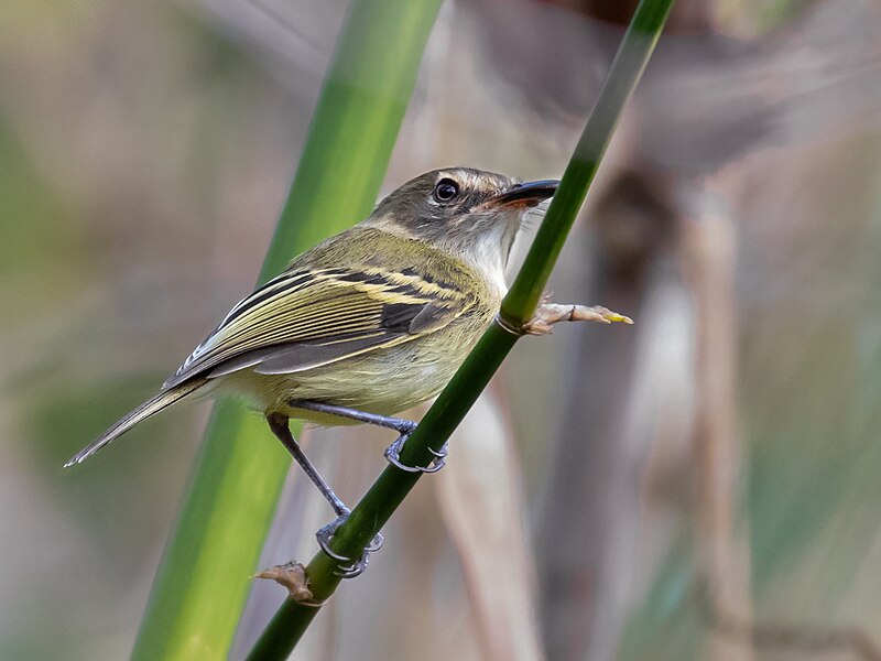 Smoky-fronted Tody-Flycatcher (Poecilotriccus fumifrons) photo