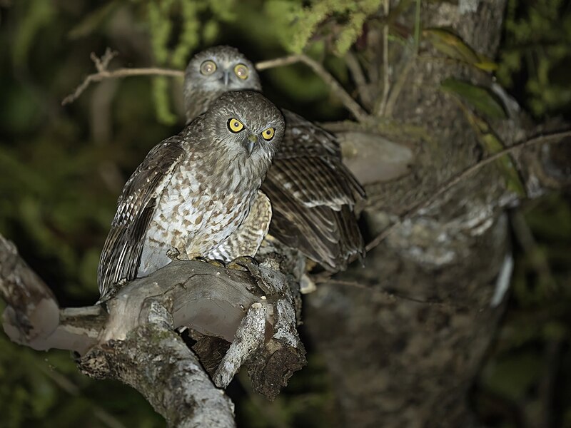 Rote Boobook (Ninox rotiensis) photo
