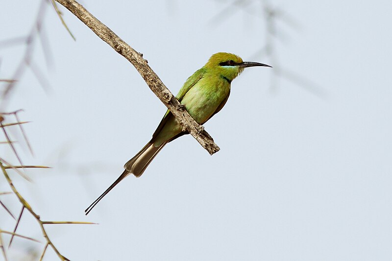 African Green Bee-eater (Merops viridissimus) photo