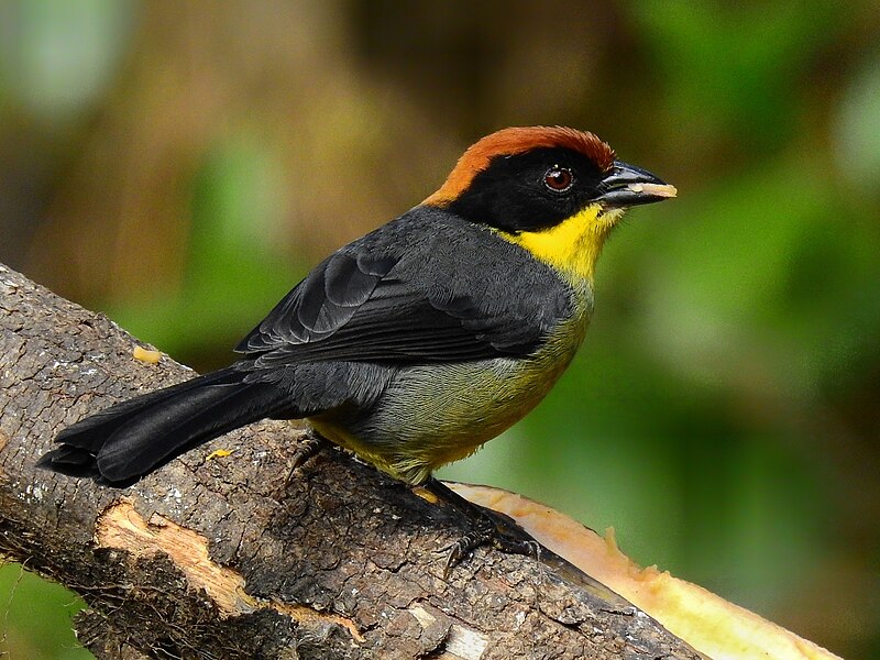 Yellow-breasted Brushfinch (Atlapetes latinuchus) photo