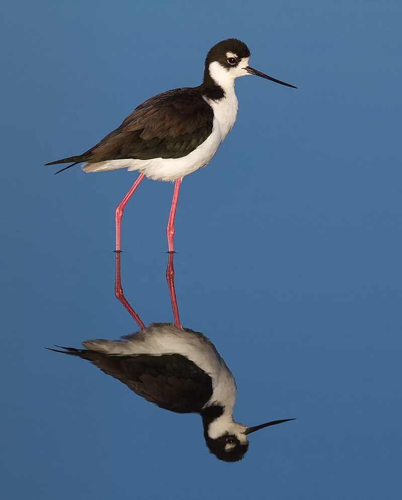 Black-necked Stilt (Himantopus mexicanus) photo