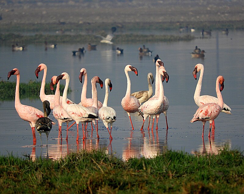 Lesser Flamingo (Phoeniconaias minor) photo