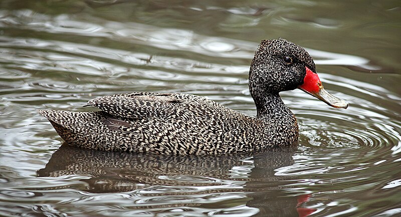 Freckled Duck (Stictonetta naevosa) photo