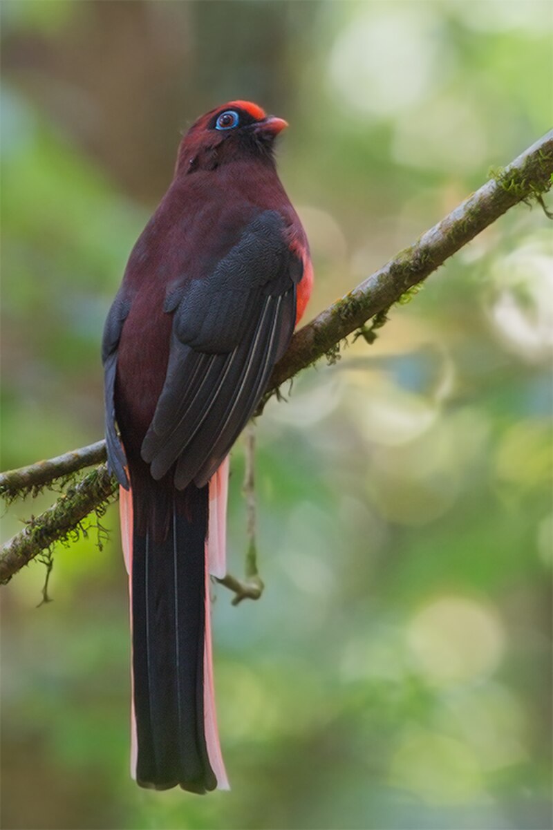 Ward's Trogon (Harpactes wardi) photo