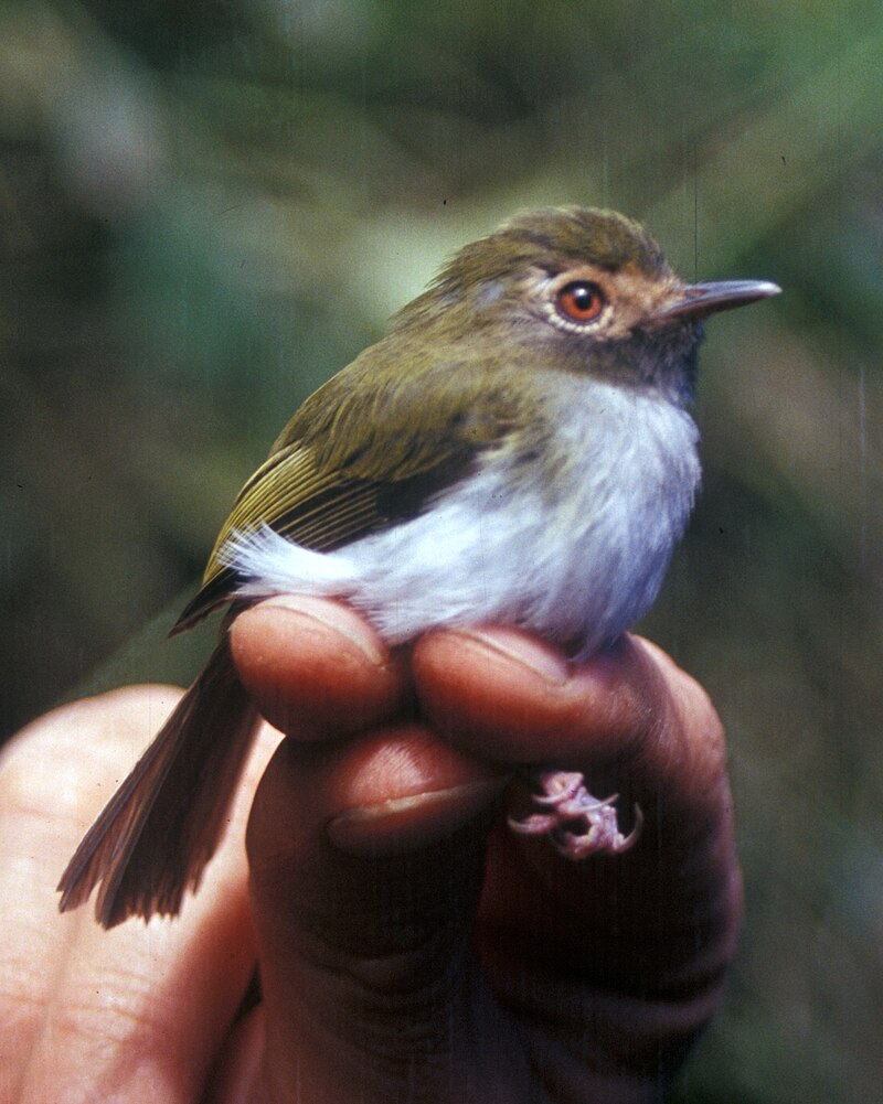 Black-throated Tody-Tyrant (Hemitriccus granadensis) photo