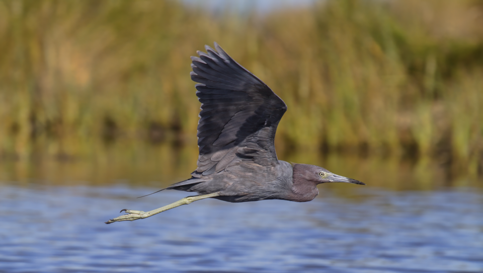 Little Blue Heron (Egretta caerulea)
