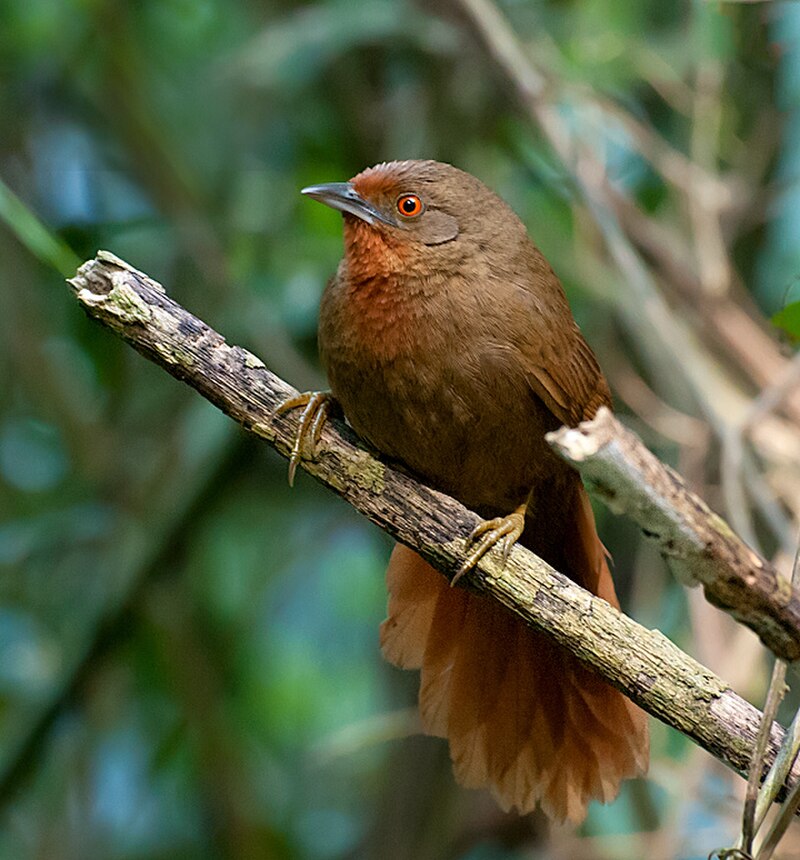 Orange-eyed Thornbird (Phacellodomus erythrophthalmus) photo