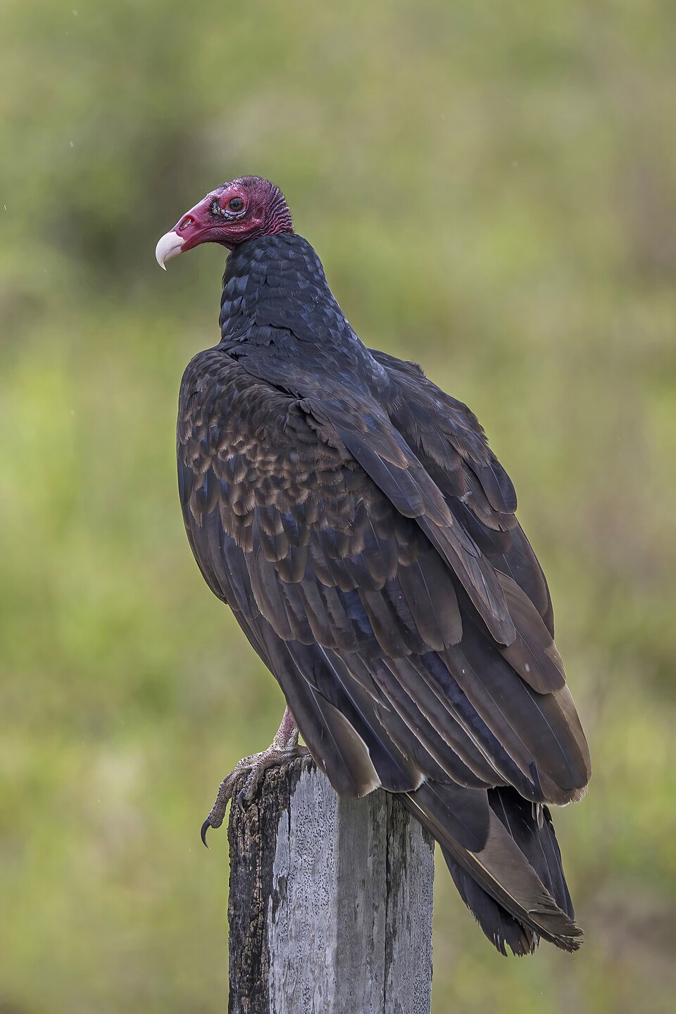 Turkey Vulture (Cathartes aura)