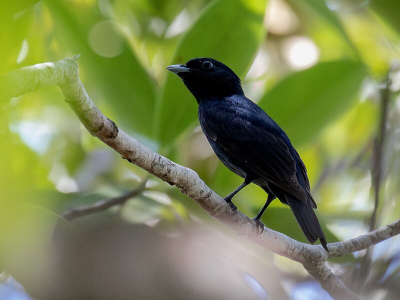 Black Manakin (Xenopipo atronitens) photo