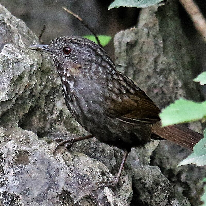 Annam Limestone Babbler (Gypsophila annamensis) photo