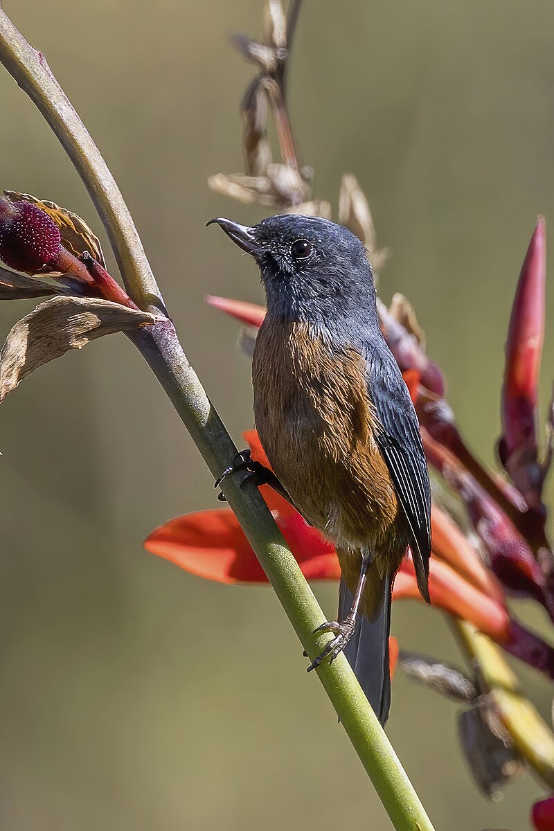 Cinnamon-bellied Flowerpiercer (Diglossa baritula) photo