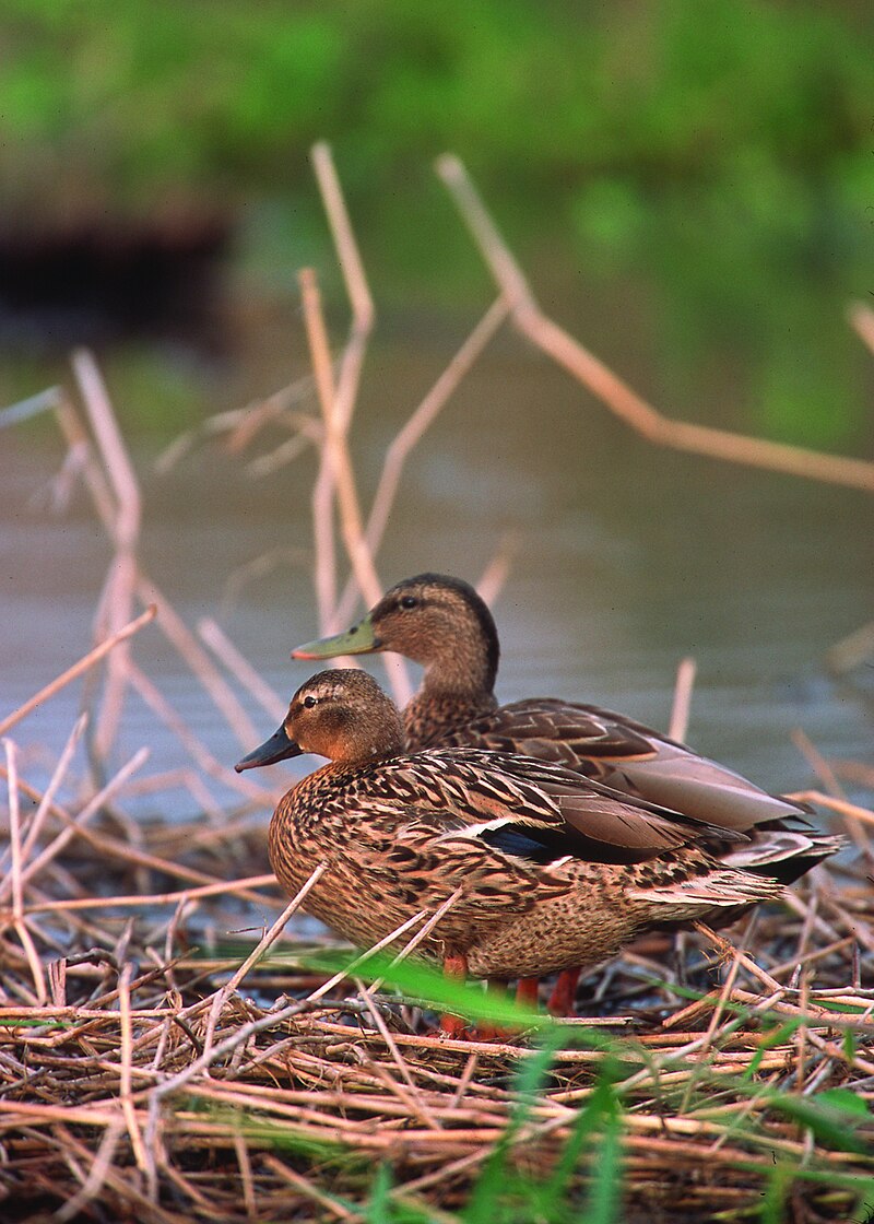 Hawaiian Duck (Anas wyvilliana) photo