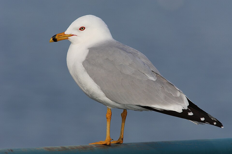 Ring-billed Gull (Larus delawarensis)