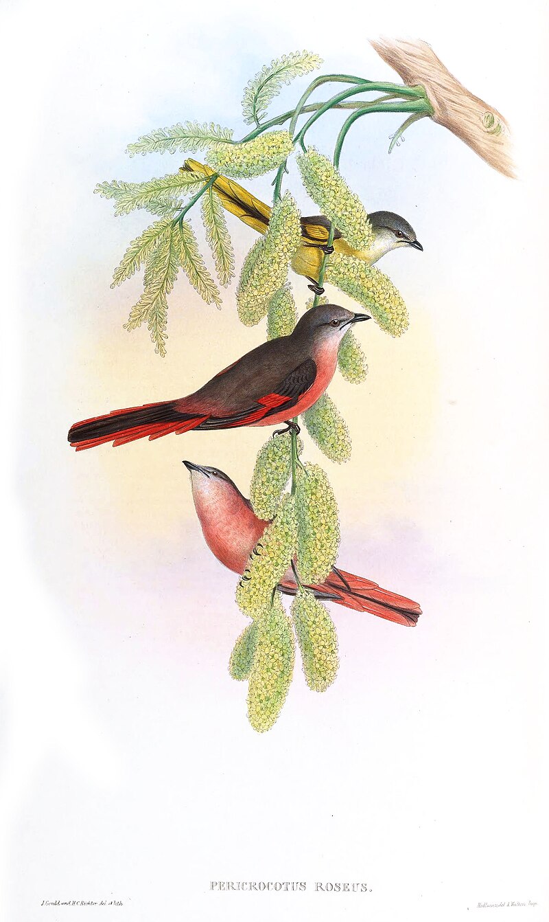 Rosy Minivet (Pericrocotus roseus) photo