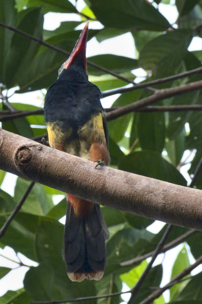 Tawny-tufted Toucanet (Selenidera nattereri) photo