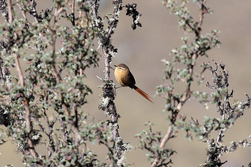 Tawny Tit-Spinetail (Sylviorthorhynchus yanacensis) photo