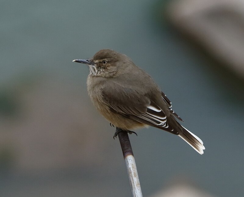 Black-billed Shrike-Tyrant (Agriornis montanus) photo