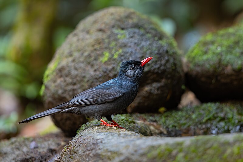Black Bulbul (Hypsipetes leucocephalus) photo