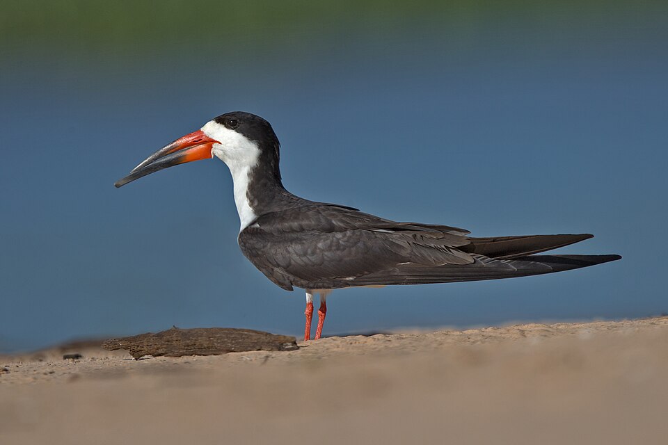 Black Skimmer (Rynchops niger)