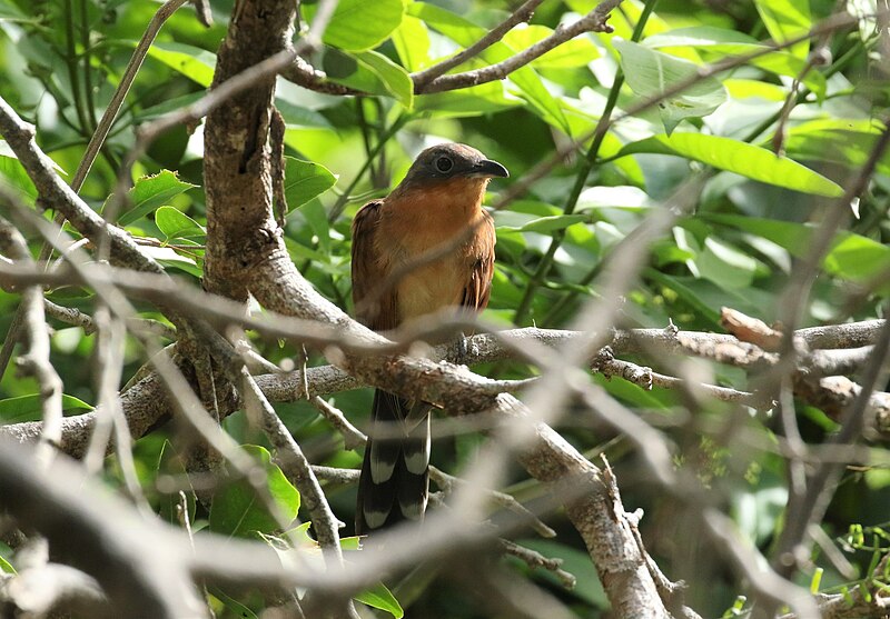 Gray-capped Cuckoo (Coccyzus lansbergi) photo